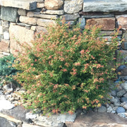 - FOR PICKUP ONLY | Acer palmatum 'Saiho' Dwarf Japanese Maple | DOES NOT SHIP - Mr Maple │ Buy Japanese Maple Trees