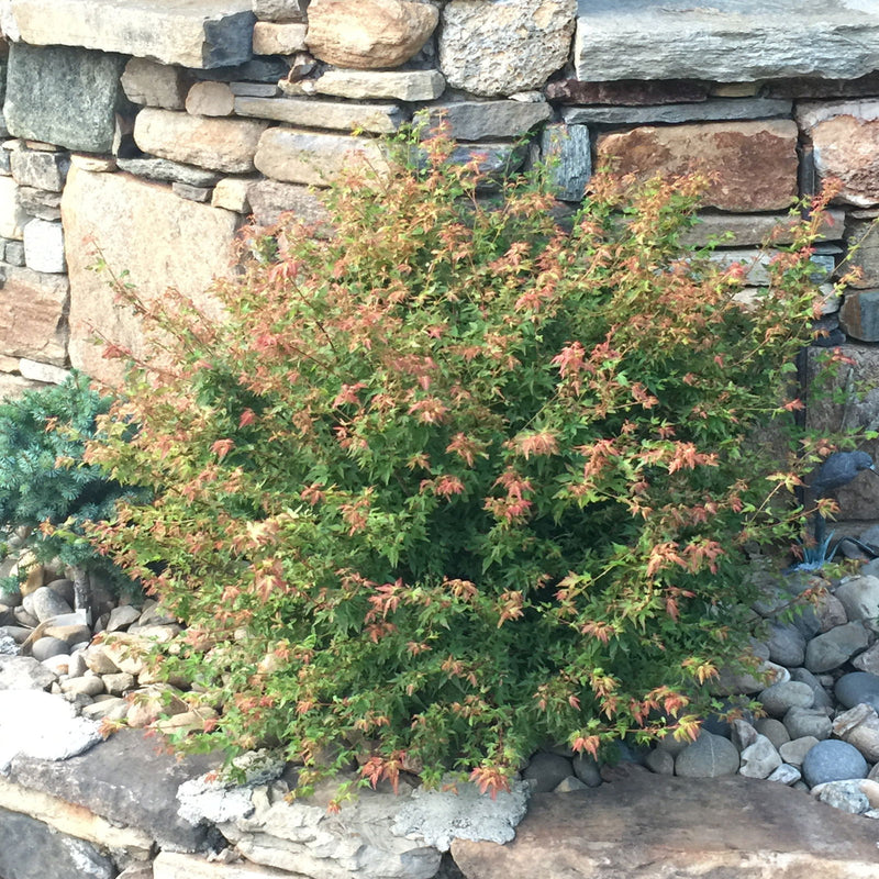 - FOR PICKUP ONLY | Acer palmatum 'Saiho' Dwarf Japanese Maple | DOES NOT SHIP - Mr Maple │ Buy Japanese Maple Trees