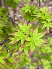 - FOR PICKUP ONLY | Acer palmatum 'Saiho' Dwarf Japanese Maple | DOES NOT SHIP - Mr Maple │ Buy Japanese Maple Trees