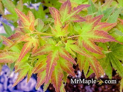 - FOR PICKUP ONLY | Acer palmatum 'Saiho' Dwarf Japanese Maple | DOES NOT SHIP - Mr Maple │ Buy Japanese Maple Trees