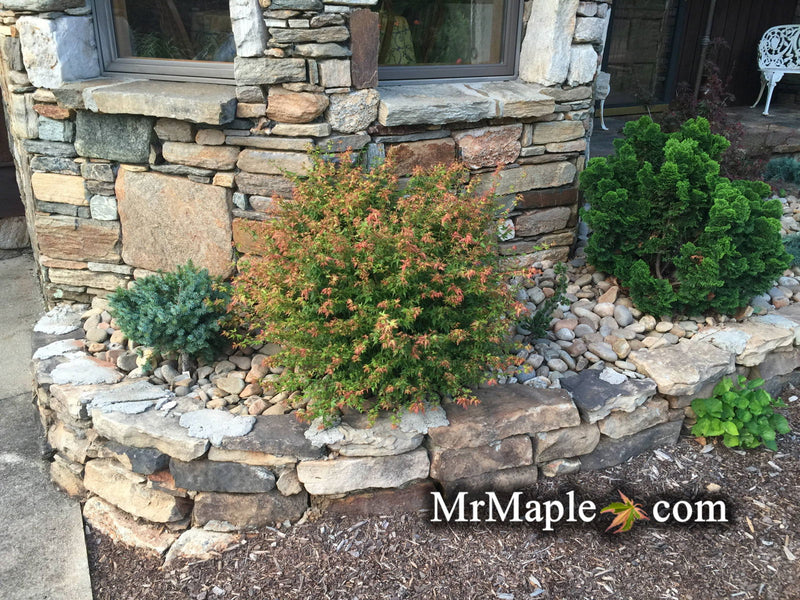 - FOR PICKUP ONLY | Acer palmatum 'Saiho' Dwarf Japanese Maple | DOES NOT SHIP - Mr Maple │ Buy Japanese Maple Trees