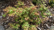 - FOR PICKUP ONLY | Acer palmatum 'Saiho' Dwarf Japanese Maple | DOES NOT SHIP - Mr Maple │ Buy Japanese Maple Trees