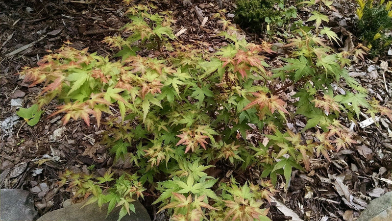 - FOR PICKUP ONLY | Acer palmatum 'Saiho' Dwarf Japanese Maple | DOES NOT SHIP - Mr Maple │ Buy Japanese Maple Trees