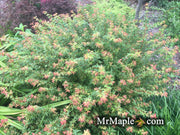 - FOR PICKUP ONLY | Acer palmatum 'Saiho' Dwarf Japanese Maple | DOES NOT SHIP - Mr Maple │ Buy Japanese Maple Trees