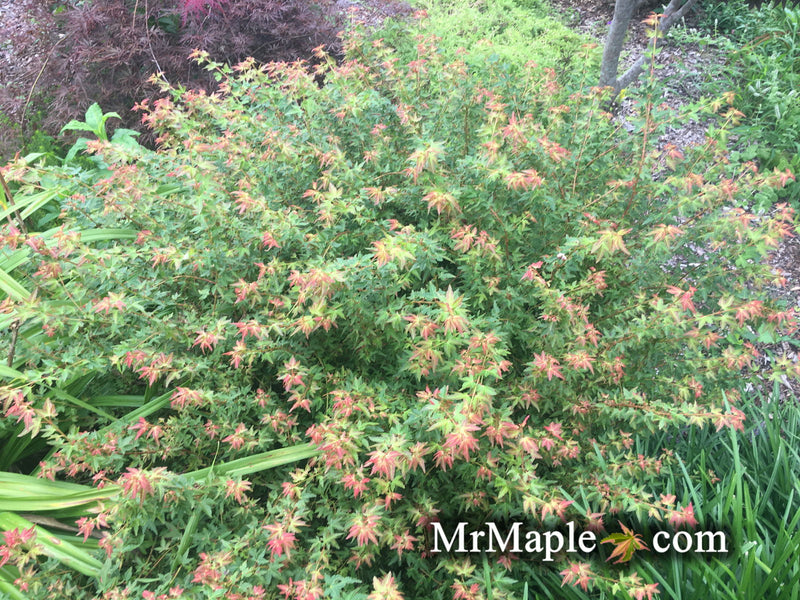 - FOR PICKUP ONLY | Acer palmatum 'Saiho' Dwarf Japanese Maple | DOES NOT SHIP - Mr Maple │ Buy Japanese Maple Trees
