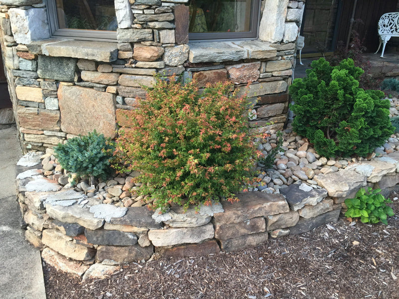 - FOR PICKUP ONLY | Acer palmatum 'Saiho' Dwarf Japanese Maple | DOES NOT SHIP - Mr Maple │ Buy Japanese Maple Trees