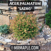 - FOR PICKUP ONLY | Acer palmatum 'Saiho' Dwarf Japanese Maple | DOES NOT SHIP - Mr Maple │ Buy Japanese Maple Trees