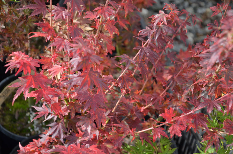 - FOR PICKUP ONLY | Acer palmatum 'Saiho' Dwarf Japanese Maple | DOES NOT SHIP - Mr Maple │ Buy Japanese Maple Trees