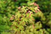 - FOR PICKUP ONLY | Acer palmatum 'Saiho' Dwarf Japanese Maple | DOES NOT SHIP - Mr Maple │ Buy Japanese Maple Trees