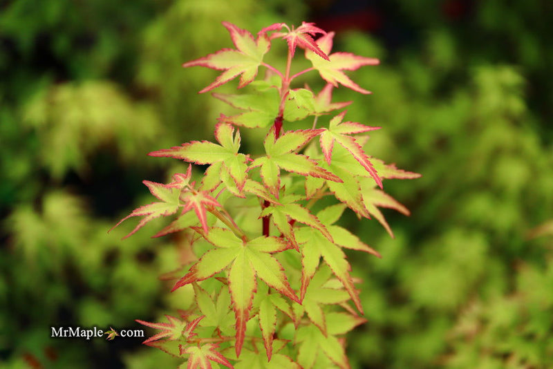 - FOR PICKUP ONLY | Acer palmatum 'Saiho' Dwarf Japanese Maple | DOES NOT SHIP - Mr Maple │ Buy Japanese Maple Trees
