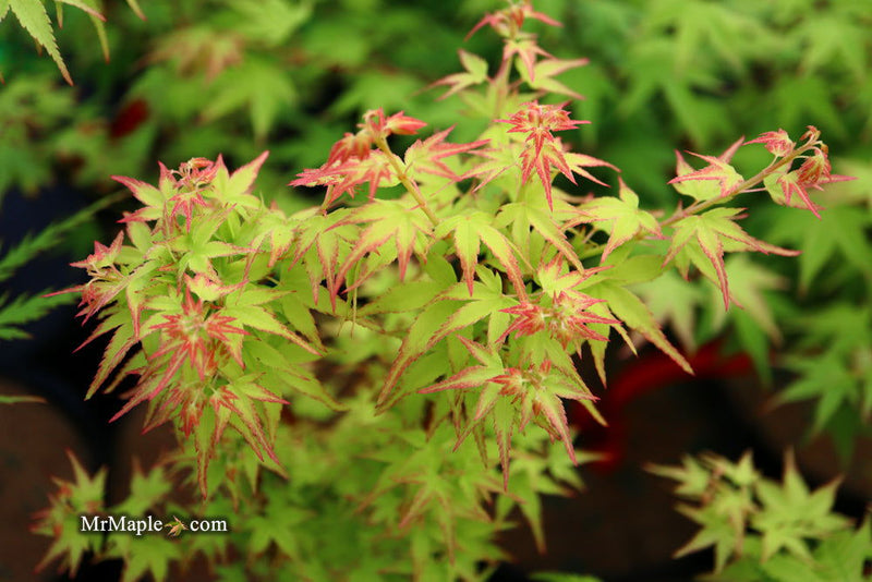 - FOR PICKUP ONLY | Acer palmatum 'Saiho' Dwarf Japanese Maple | DOES NOT SHIP - Mr Maple │ Buy Japanese Maple Trees