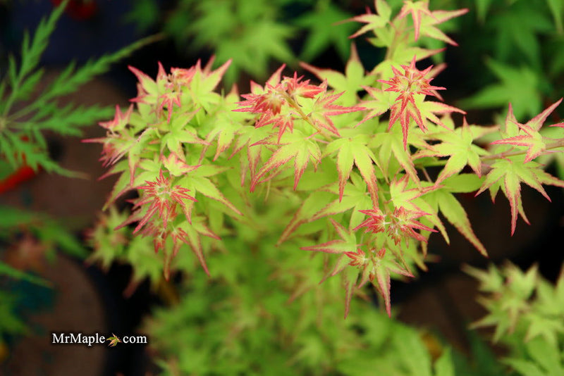 - FOR PICKUP ONLY | Acer palmatum 'Saiho' Dwarf Japanese Maple | DOES NOT SHIP - Mr Maple │ Buy Japanese Maple Trees