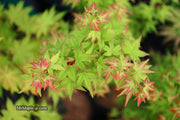- FOR PICKUP ONLY | Acer palmatum 'Saiho' Dwarf Japanese Maple | DOES NOT SHIP - Mr Maple │ Buy Japanese Maple Trees
