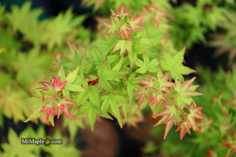 - FOR PICKUP ONLY | Acer palmatum 'Saiho' Dwarf Japanese Maple | DOES NOT SHIP - Mr Maple │ Buy Japanese Maple Trees
