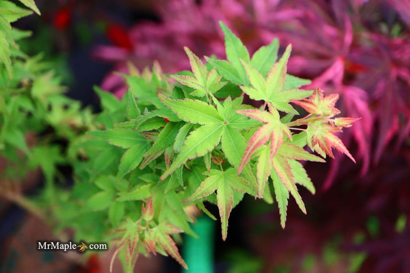 - FOR PICKUP ONLY | Acer palmatum 'Saiho' Dwarf Japanese Maple | DOES NOT SHIP - Mr Maple │ Buy Japanese Maple Trees