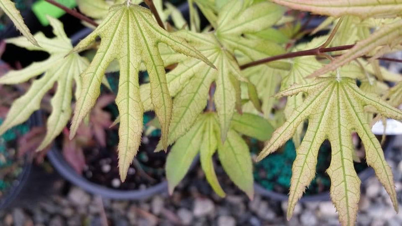 - FOR PICKUP ONLY | Acer palmatum 'Sawa chidori' Japanese Maple | DOES NOT SHIP - Mr Maple │ Buy Japanese Maple Trees