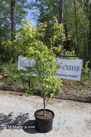 - FOR PICKUP ONLY | Acer palmatum 'Sawa chidori' Japanese Maple | DOES NOT SHIP - Mr Maple │ Buy Japanese Maple Trees