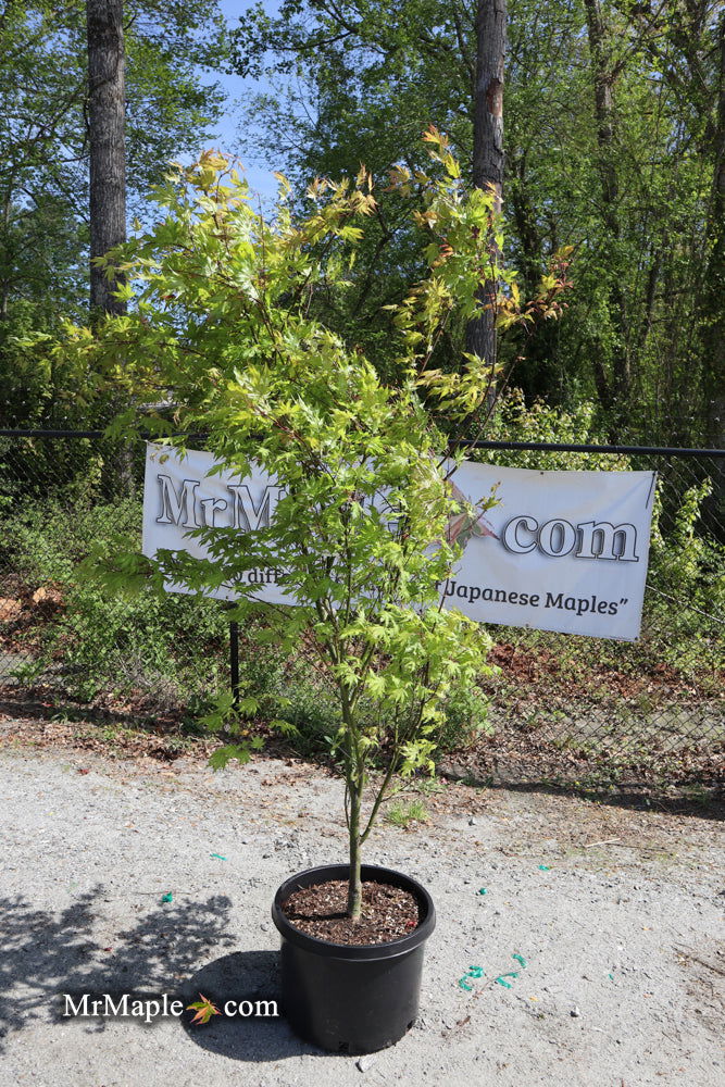- FOR PICKUP ONLY | Acer palmatum 'Sawa chidori' Japanese Maple | DOES NOT SHIP - Mr Maple │ Buy Japanese Maple Trees