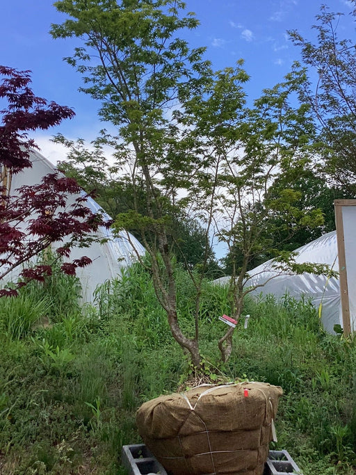 - FOR PICKUP ONLY | Acer palmatum 'Seiun kaku' Dwarf Japanese Maple | DOES NOT SHIP - Mr Maple │ Buy Japanese Maple Trees