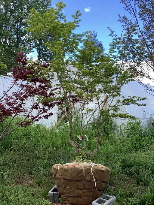 - FOR PICKUP ONLY | Acer palmatum 'Seiun kaku' Dwarf Japanese Maple | DOES NOT SHIP - Mr Maple │ Buy Japanese Maple Trees