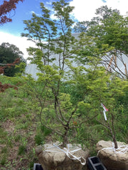 - FOR PICKUP ONLY | Acer palmatum 'Seiun kaku' Dwarf Japanese Maple | DOES NOT SHIP - Mr Maple │ Buy Japanese Maple Trees