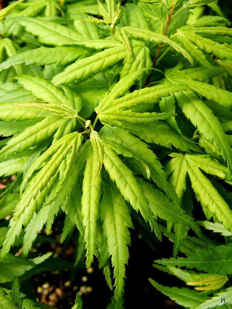 - FOR PICKUP ONLY | Acer palmatum 'Seiun kaku' Dwarf Japanese Maple | DOES NOT SHIP - Mr Maple │ Buy Japanese Maple Trees
