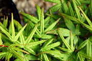 - FOR PICKUP ONLY | Acer palmatum 'Seiun kaku' Dwarf Japanese Maple | DOES NOT SHIP - Mr Maple │ Buy Japanese Maple Trees