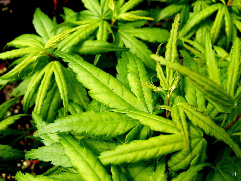 - FOR PICKUP ONLY | Acer palmatum 'Seiun kaku' Dwarf Japanese Maple | DOES NOT SHIP - Mr Maple │ Buy Japanese Maple Trees