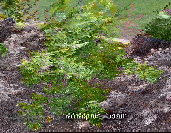 - FOR PICKUP ONLY | Acer palmatum 'Seiun kaku' Dwarf Japanese Maple | DOES NOT SHIP - Mr Maple │ Buy Japanese Maple Trees