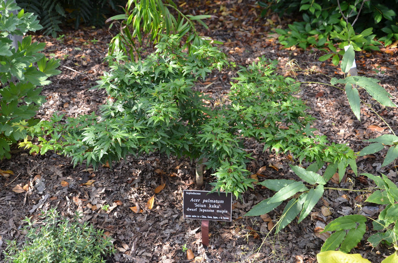 - FOR PICKUP ONLY | Acer palmatum 'Seiun kaku' Dwarf Japanese Maple | DOES NOT SHIP - Mr Maple │ Buy Japanese Maple Trees