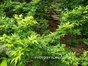 - FOR PICKUP ONLY | Acer palmatum 'Seiun kaku' Dwarf Japanese Maple | DOES NOT SHIP - Mr Maple │ Buy Japanese Maple Trees