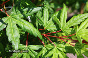 - FOR PICKUP ONLY | Acer palmatum 'Seiun kaku' Dwarf Japanese Maple | DOES NOT SHIP - Mr Maple │ Buy Japanese Maple Trees