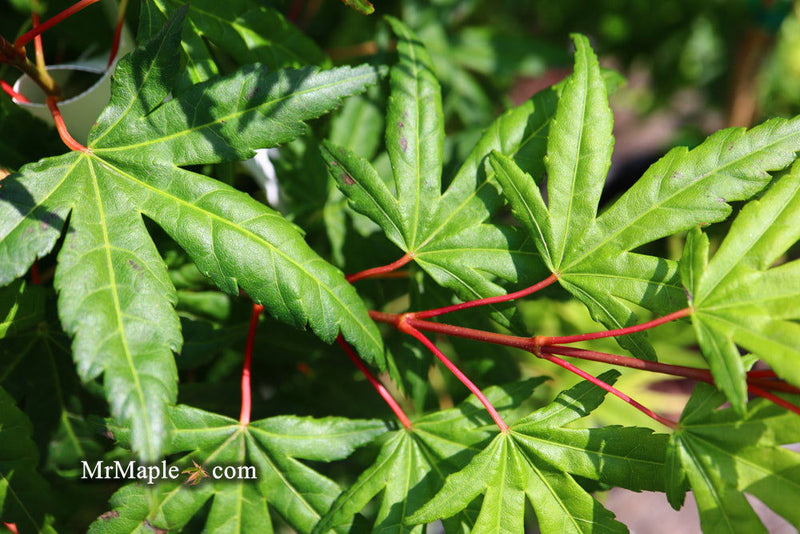 - FOR PICKUP ONLY | Acer palmatum 'Seiun kaku' Dwarf Japanese Maple | DOES NOT SHIP - Mr Maple │ Buy Japanese Maple Trees
