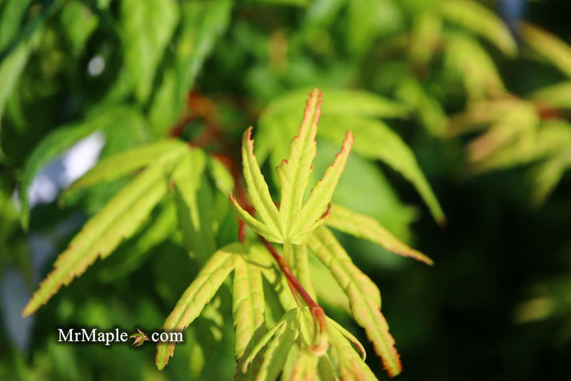 - FOR PICKUP ONLY | Acer palmatum 'Seiun kaku' Dwarf Japanese Maple | DOES NOT SHIP - Mr Maple │ Buy Japanese Maple Trees