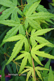 - FOR PICKUP ONLY | Acer palmatum 'Seiun kaku' Dwarf Japanese Maple | DOES NOT SHIP - Mr Maple │ Buy Japanese Maple Trees