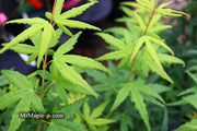 - FOR PICKUP ONLY | Acer palmatum 'Seiun kaku' Dwarf Japanese Maple | DOES NOT SHIP - Mr Maple │ Buy Japanese Maple Trees