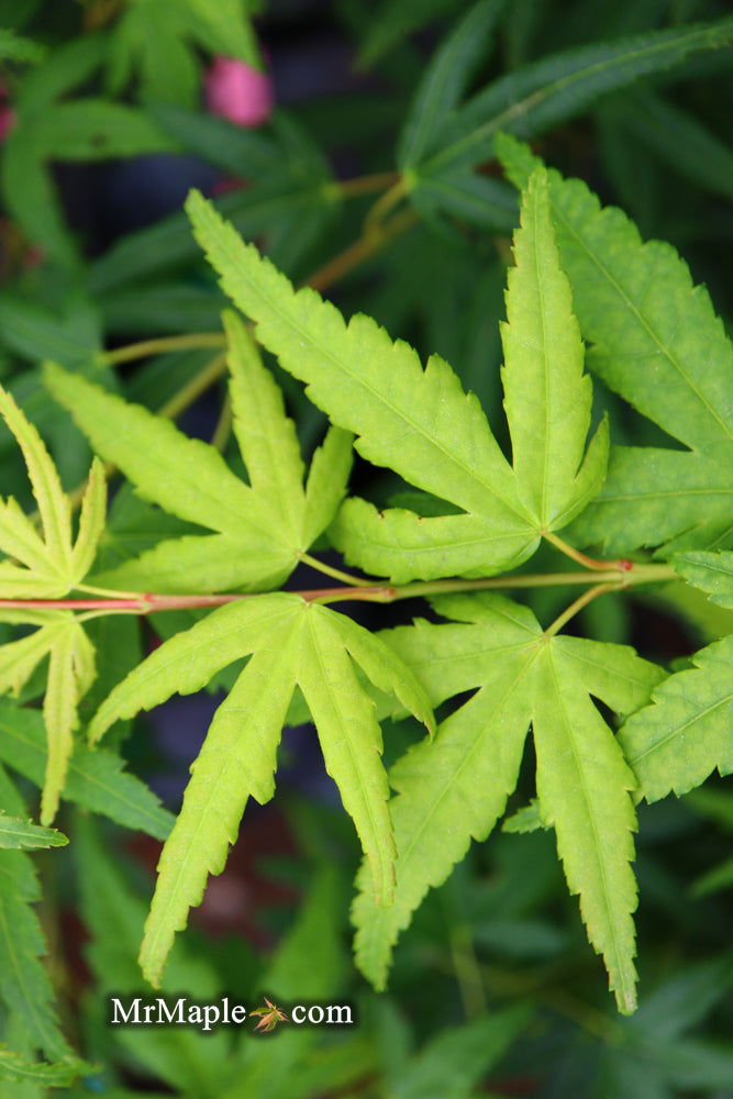 - FOR PICKUP ONLY | Acer palmatum 'Seiun kaku' Dwarf Japanese Maple | DOES NOT SHIP - Mr Maple │ Buy Japanese Maple Trees