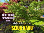 - FOR PICKUP ONLY | Acer palmatum 'Seiun kaku' Dwarf Japanese Maple | DOES NOT SHIP - Mr Maple │ Buy Japanese Maple Trees