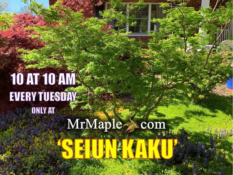 - FOR PICKUP ONLY | Acer palmatum 'Seiun kaku' Dwarf Japanese Maple | DOES NOT SHIP - Mr Maple │ Buy Japanese Maple Trees