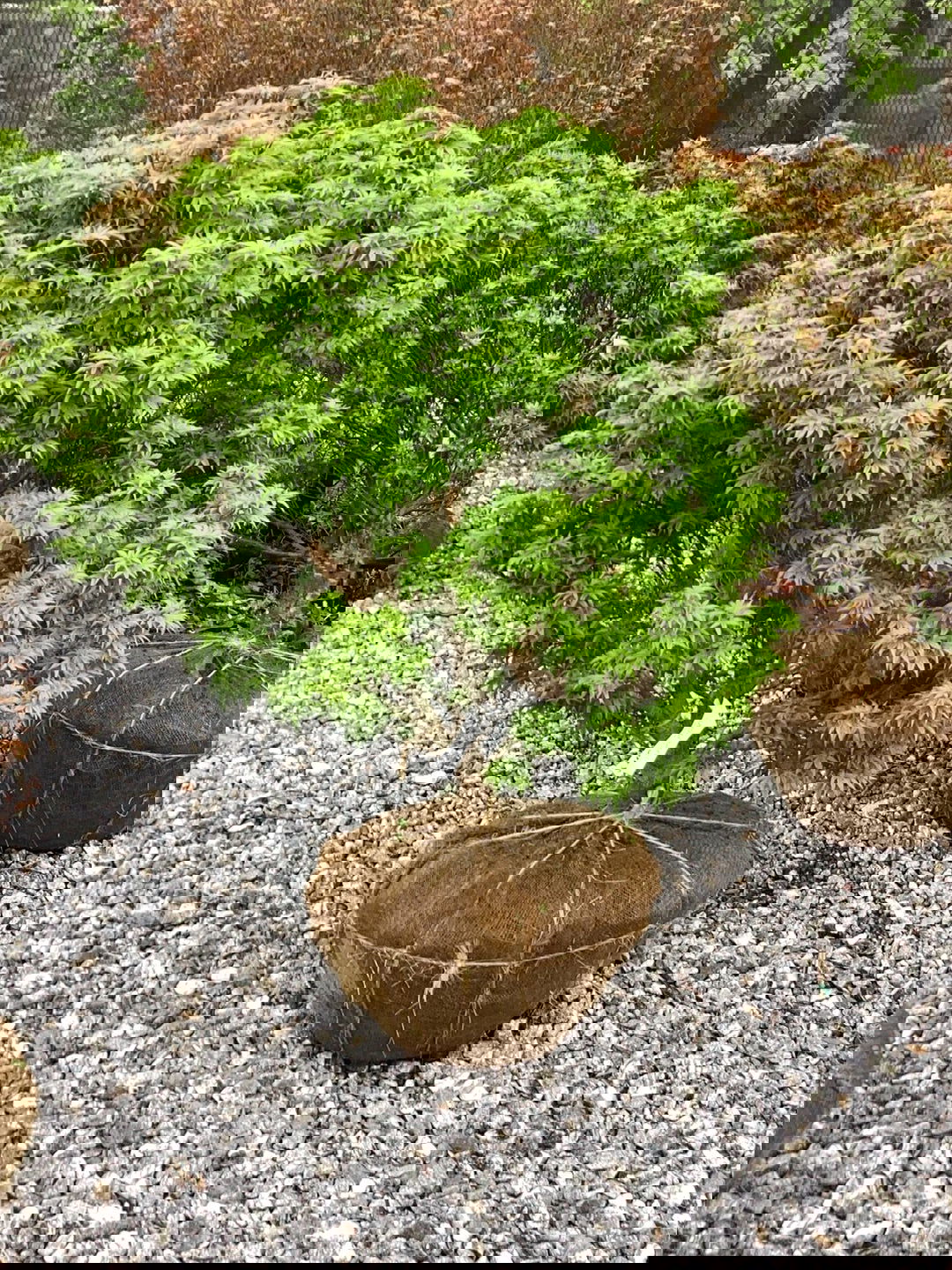 FOR_PICKUP_ONLY_Acer_palmatum_