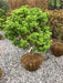 - FOR PICKUP ONLY | Acer palmatum 'Sharp's Pygmy' Dwarf Japanese Maple | DOES NOT SHIP - Mr Maple │ Buy Japanese Maple Trees