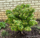 - FOR PICKUP ONLY | Acer palmatum 'Sharp's Pygmy' Dwarf Japanese Maple | DOES NOT SHIP - Mr Maple │ Buy Japanese Maple Trees