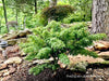 - FOR PICKUP ONLY | Acer palmatum 'Sharp's Pygmy' Dwarf Japanese Maple | DOES NOT SHIP - Mr Maple │ Buy Japanese Maple Trees