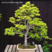 - FOR PICKUP ONLY | Acer palmatum 'Sharp's Pygmy' Dwarf Japanese Maple | DOES NOT SHIP - Mr Maple │ Buy Japanese Maple Trees