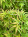 - FOR PICKUP ONLY | Acer palmatum 'Sharp's Pygmy' Dwarf Japanese Maple | DOES NOT SHIP - Mr Maple │ Buy Japanese Maple Trees