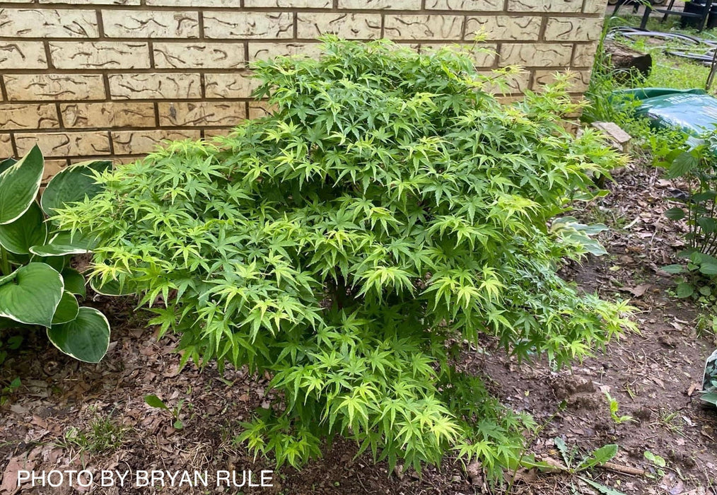 - FOR PICKUP ONLY | Acer palmatum 'Sharp's Pygmy' Dwarf Japanese Maple | DOES NOT SHIP - Mr Maple │ Buy Japanese Maple Trees