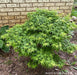 - FOR PICKUP ONLY | Acer palmatum 'Sharp's Pygmy' Dwarf Japanese Maple | DOES NOT SHIP - Mr Maple │ Buy Japanese Maple Trees