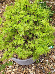 - FOR PICKUP ONLY | Acer palmatum 'Sharp's Pygmy' Dwarf Japanese Maple | DOES NOT SHIP - Mr Maple │ Buy Japanese Maple Trees