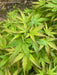 - FOR PICKUP ONLY | Acer palmatum 'Sharp's Pygmy' Dwarf Japanese Maple | DOES NOT SHIP - Mr Maple │ Buy Japanese Maple Trees