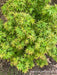 - FOR PICKUP ONLY | Acer palmatum 'Sharp's Pygmy' Dwarf Japanese Maple | DOES NOT SHIP - Mr Maple │ Buy Japanese Maple Trees